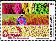 International Year of Quinoa 2013|Año Internacional de la Quinua 2013