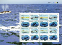Spring 2011 Set - Whale Watching|Serie Primavera 2011 - Avistamiento de Ballenas